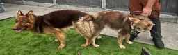 German Shepherd dogs for stud: PROVEN MASSIVE LIVER AND TAN GERMAN SHEPHERD STUD! - Advert 11