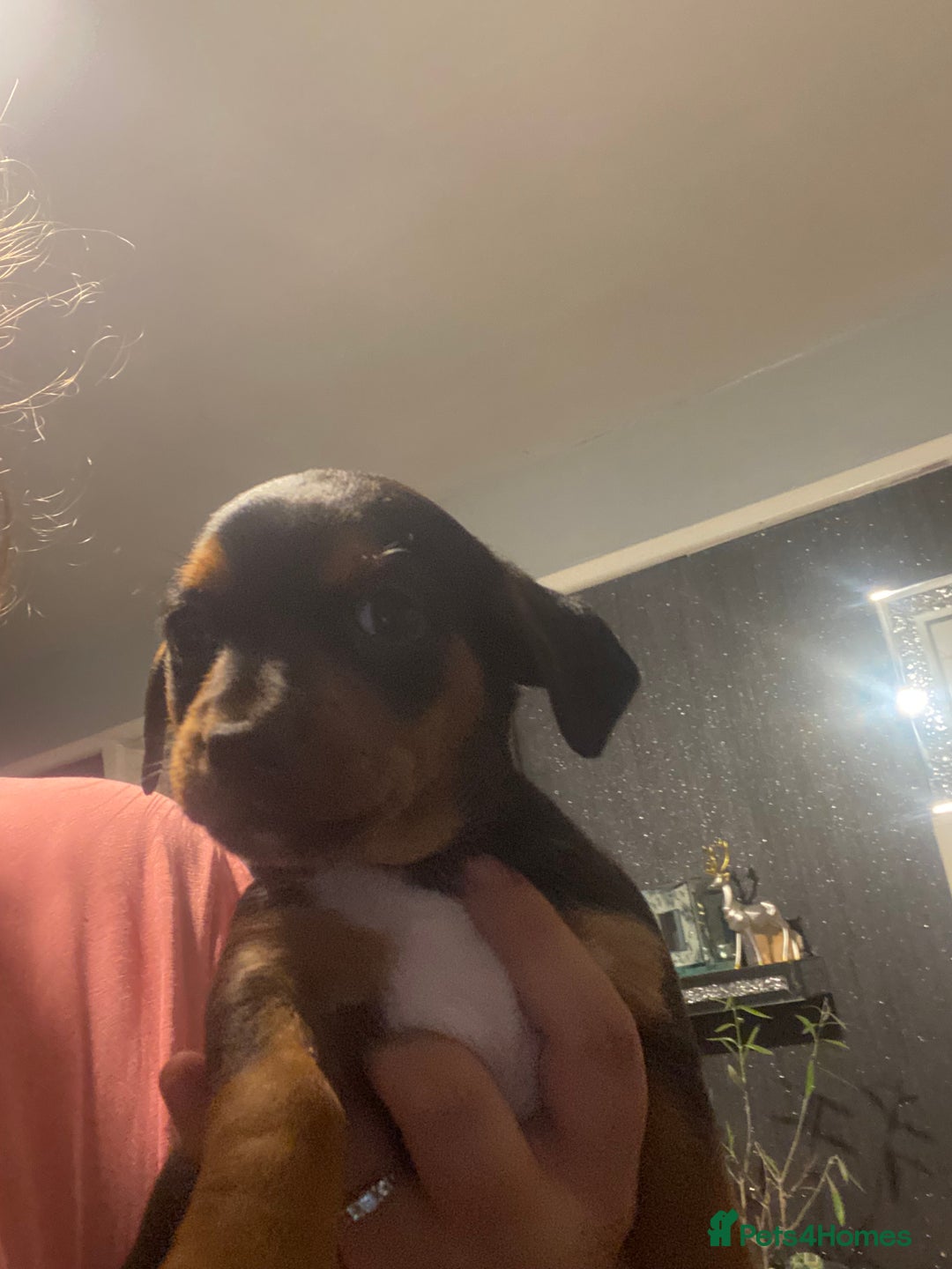 Mixed Breed dogs for sale: Jack Russell x chiweenie READY 16TH NOVEMBER £550 - Advert 3