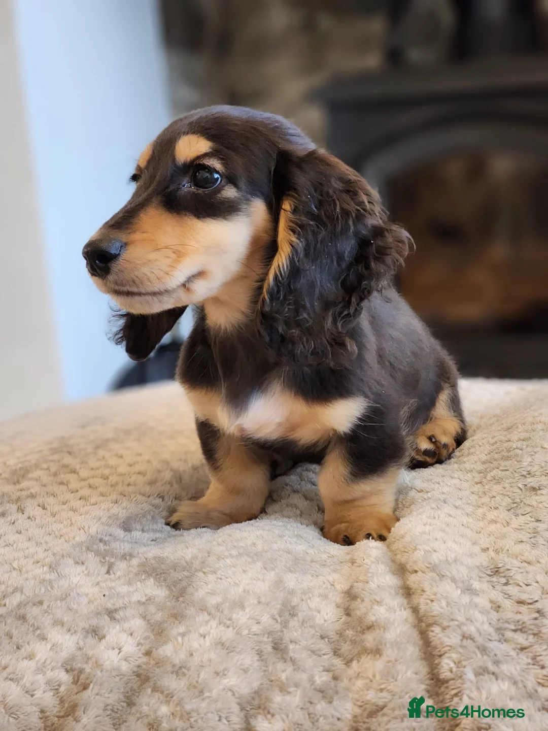 Miniature Dachshund dogs for stud: KC registered IRON MAN ready for stud duties - Advert 1