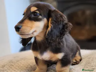 Miniature Dachshund dogs KC registered IRON MAN ready for stud duties - Advert 2