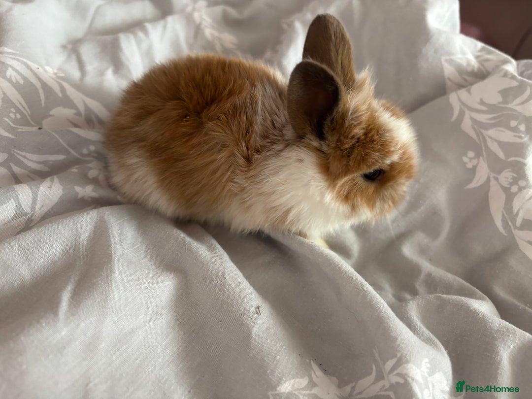 Mini Lion Lop rabbits for sale: Mini lion lop bunnies  - Image 3