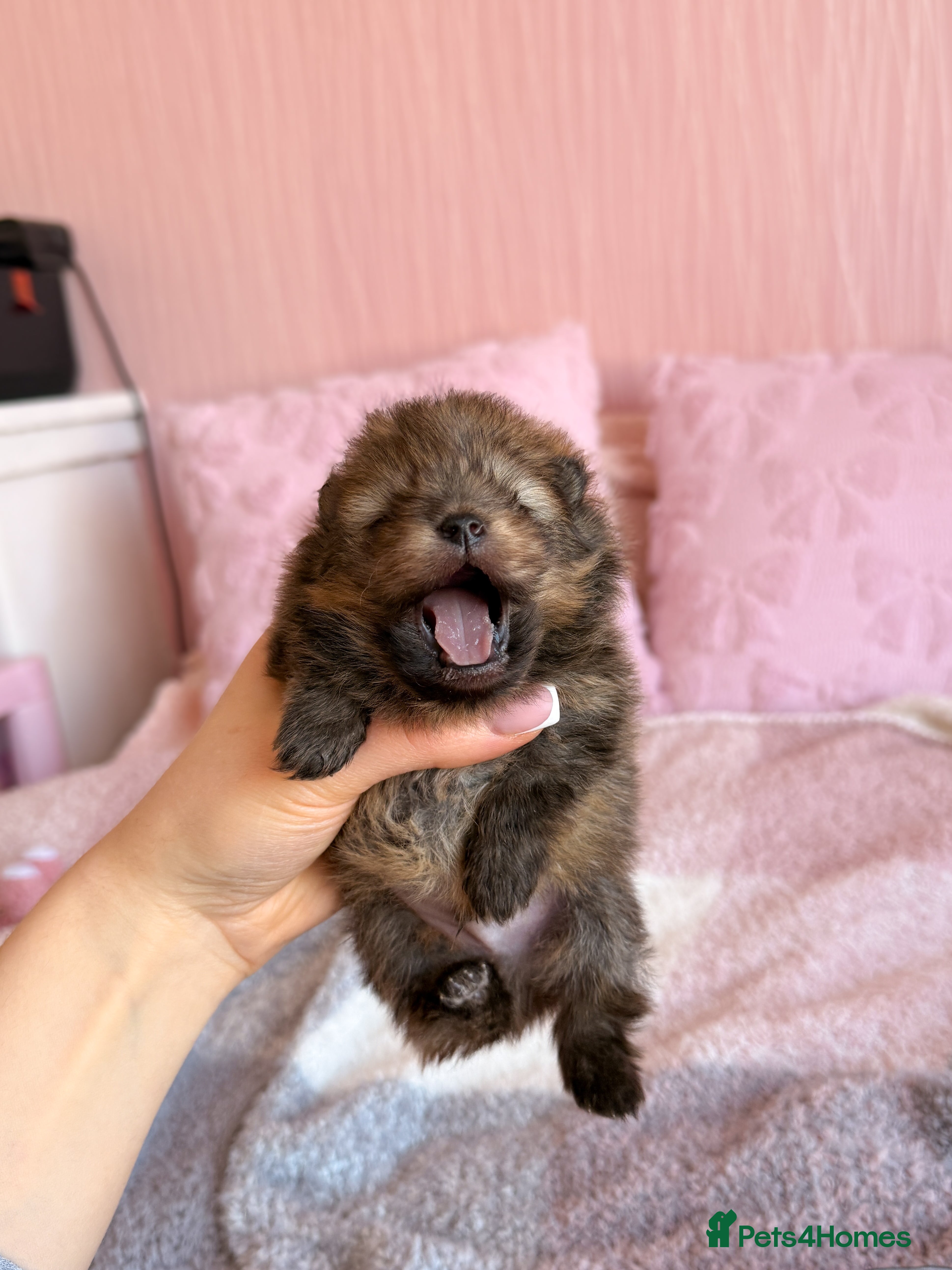 Pomeranian dogs Pomeranian Boy available to Reserve - Advert 2