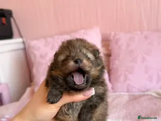 Pomeranian dogs Pomeranian Boy available to Reserve - Advert 2