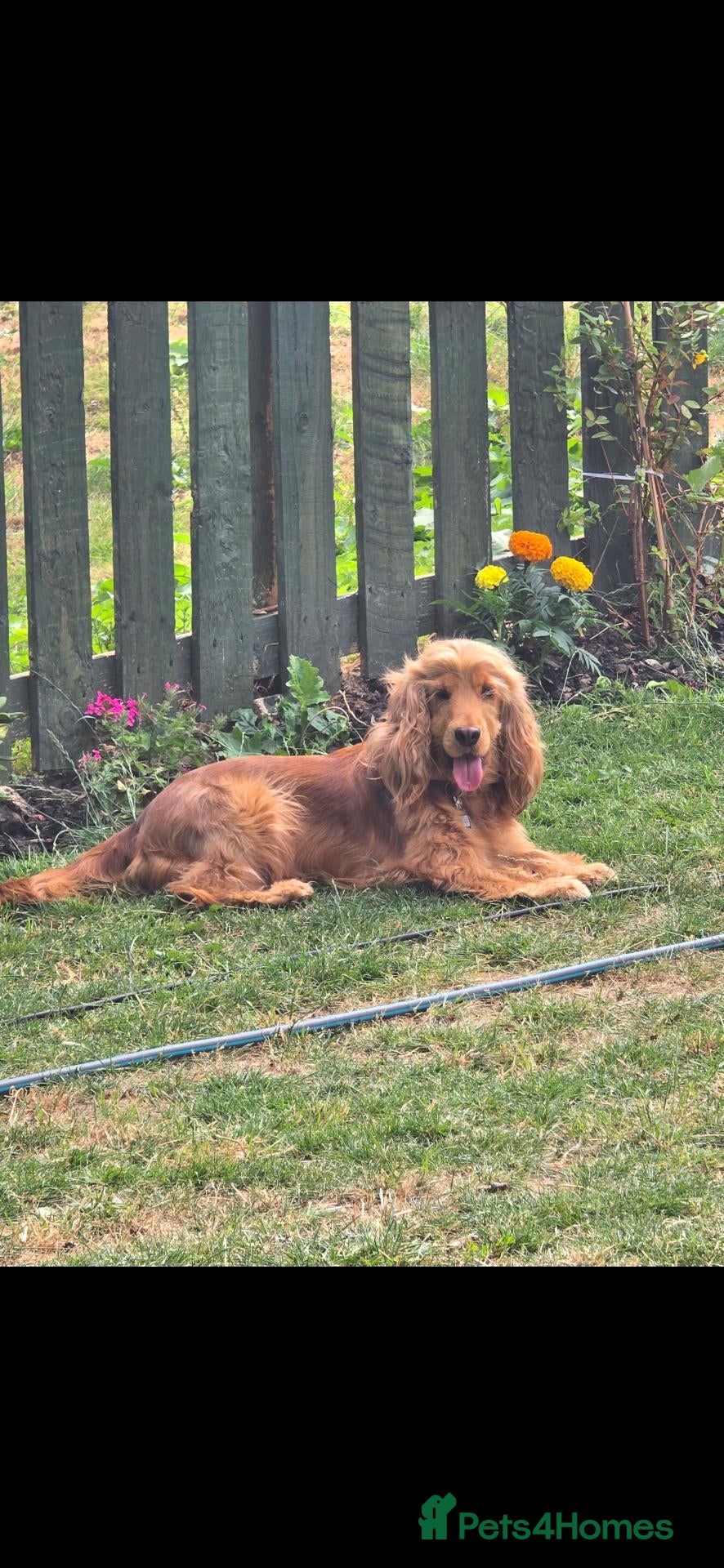 Cocker Spaniel dogs Beautiful cocker puppies - Advert 1