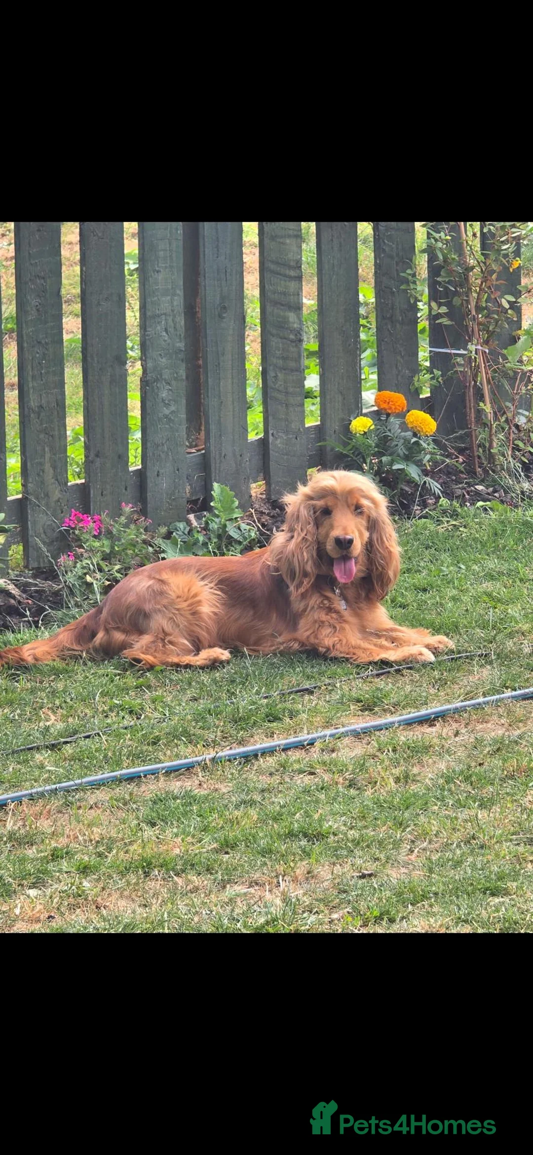 Cocker Spaniel dogs for sale: Beautiful cocker puppies - Advert 1