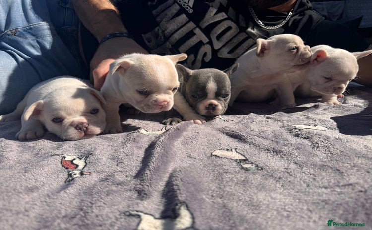 French Bulldog dogs - Advert 15