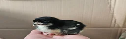 Chickens poultry for sale: Easter eggers fully feathered ready togo  - Advert 4