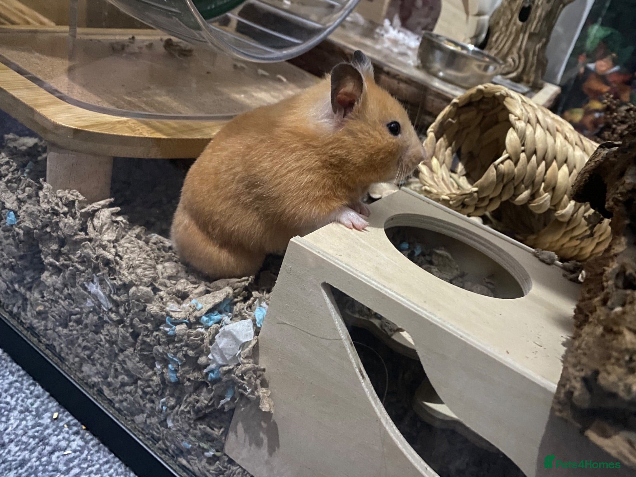 Hamster rodents Female Syrian Hamster - Judi  - Advert 1