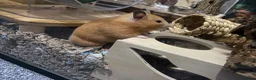 Hamster rodents for sale: Female Syrian Hamster - Judi  in Birmingham - Advert 1