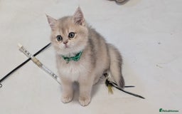 British Shorthair cats for sale: One lovely girl and three handsome boys  - Image 10