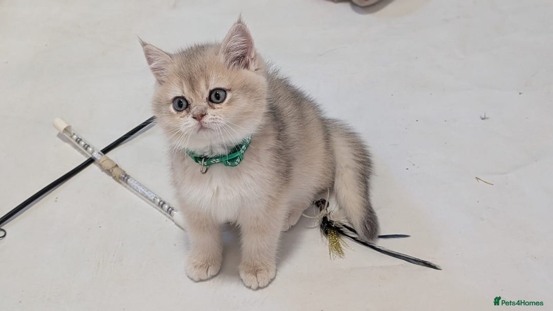 British Shorthair cats for sale: One lovely girl and three handsome boys  - Image 10