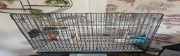 Ringnecks birds for sale: Grey ring neck parrot - Advert 3