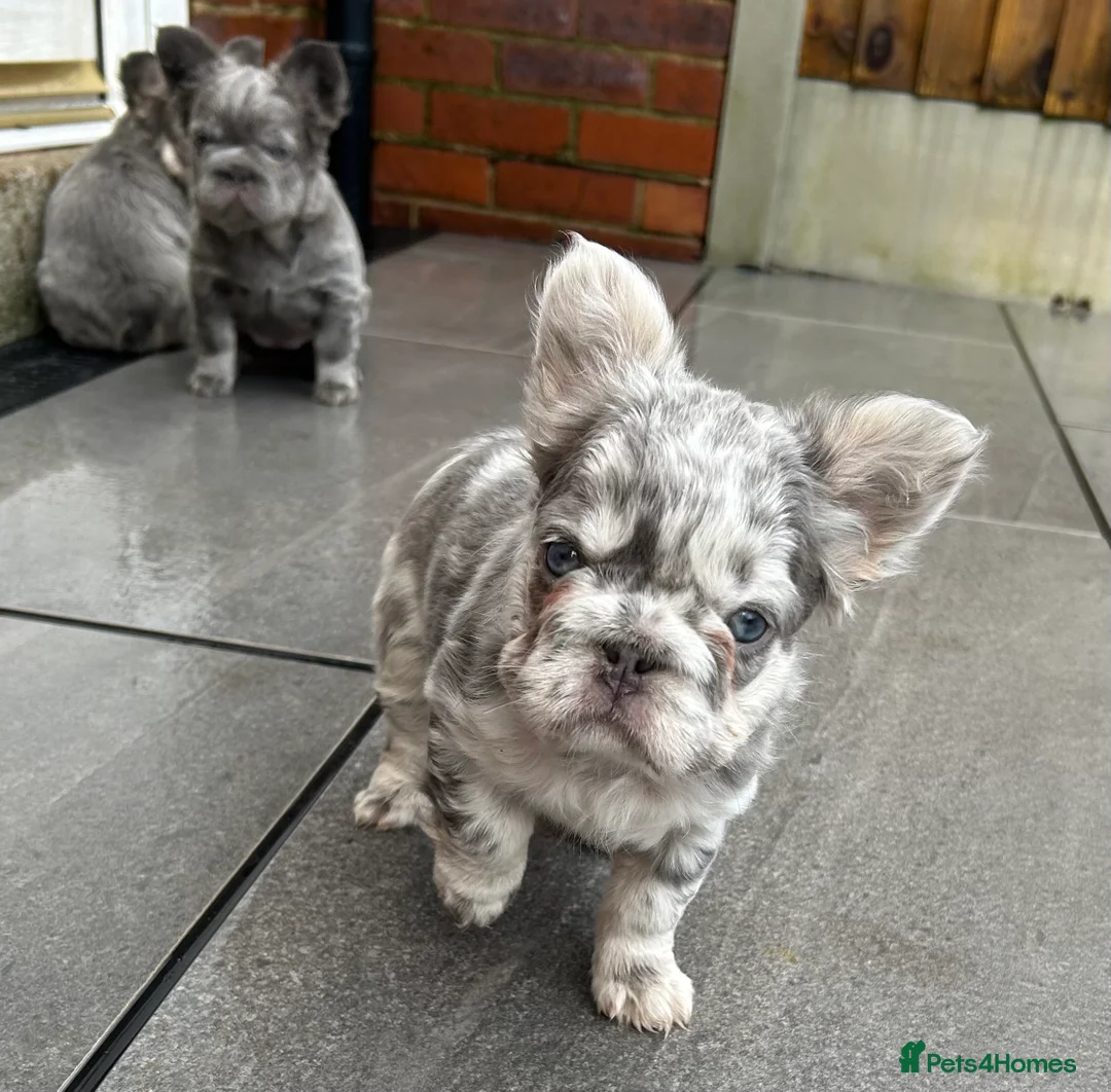 French Bulldog dogs for sale: Fluffy French bulldogs  ** s carrying pink - Advert 31