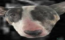 English Bull Terrier dogs for sale: English Bull Terrier pups - Image 8