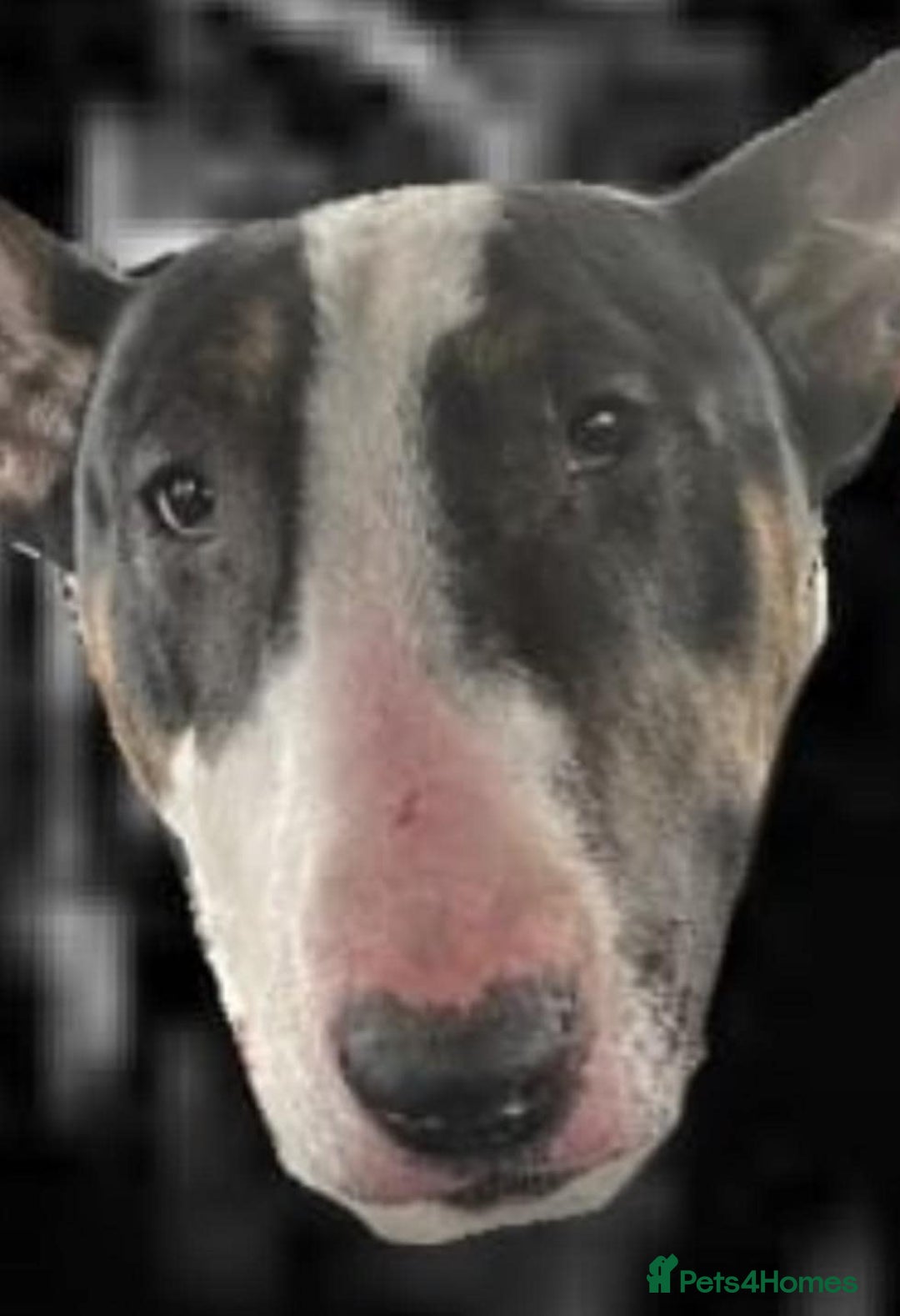 English Bull Terrier dogs for sale: English Bull Terrier pups - Image 8