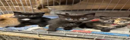Mixed Breed cats for sale: Farm cats  - Advert 4