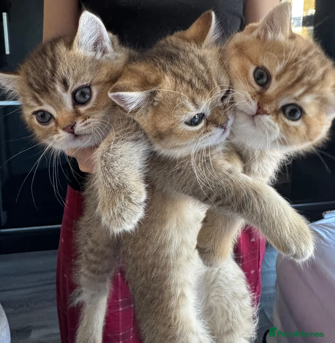 British Shorthair cats for sale: 😻British Shorthair Chinchilla Kittens Available  - Advert 1