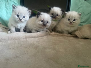 Ragdoll cats - Advert 15