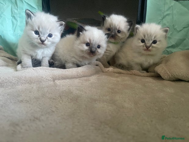 Ragdoll cats - Advert 13