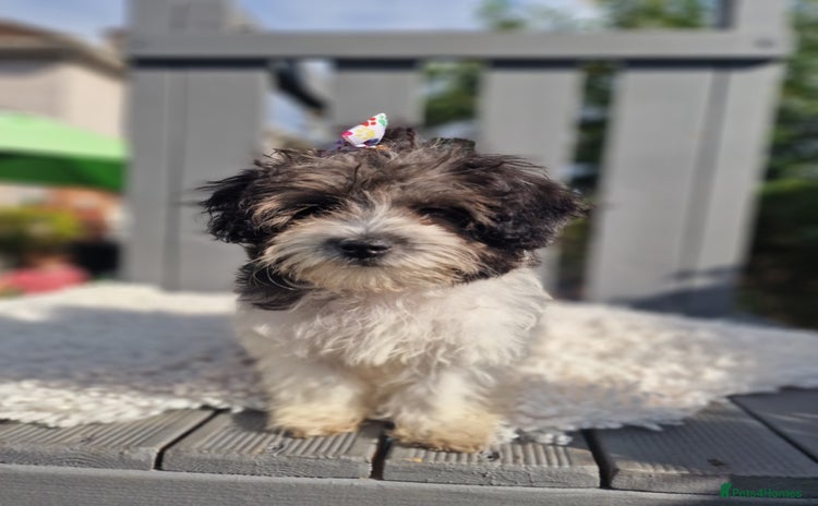 Maltipoo dogs - Advert 2