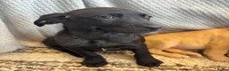 Labrador Retriever dogs for sale: Fox Red & Black Lab Retriever Puppies For Sale - Advert 11