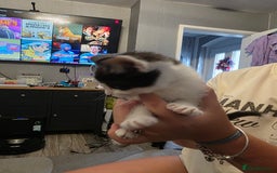 British Shorthair cats for sale: BSH cross 2 female 1 male. - Image 5