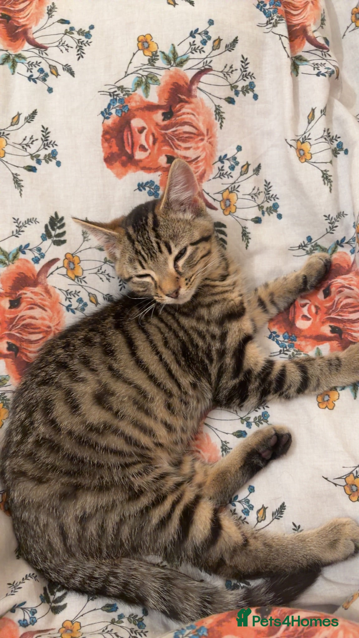 Mixed Breed cats DSH X BENGAL - Advert 12