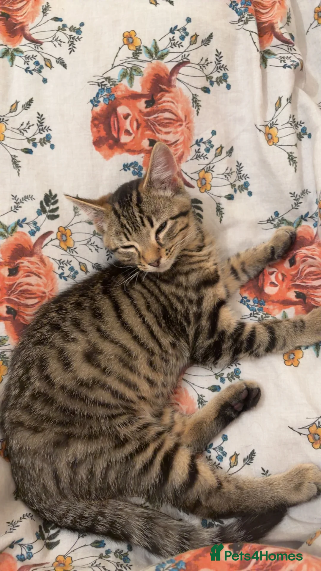 Mixed Breed cats for sale: DSH X BENGAL - Advert 1