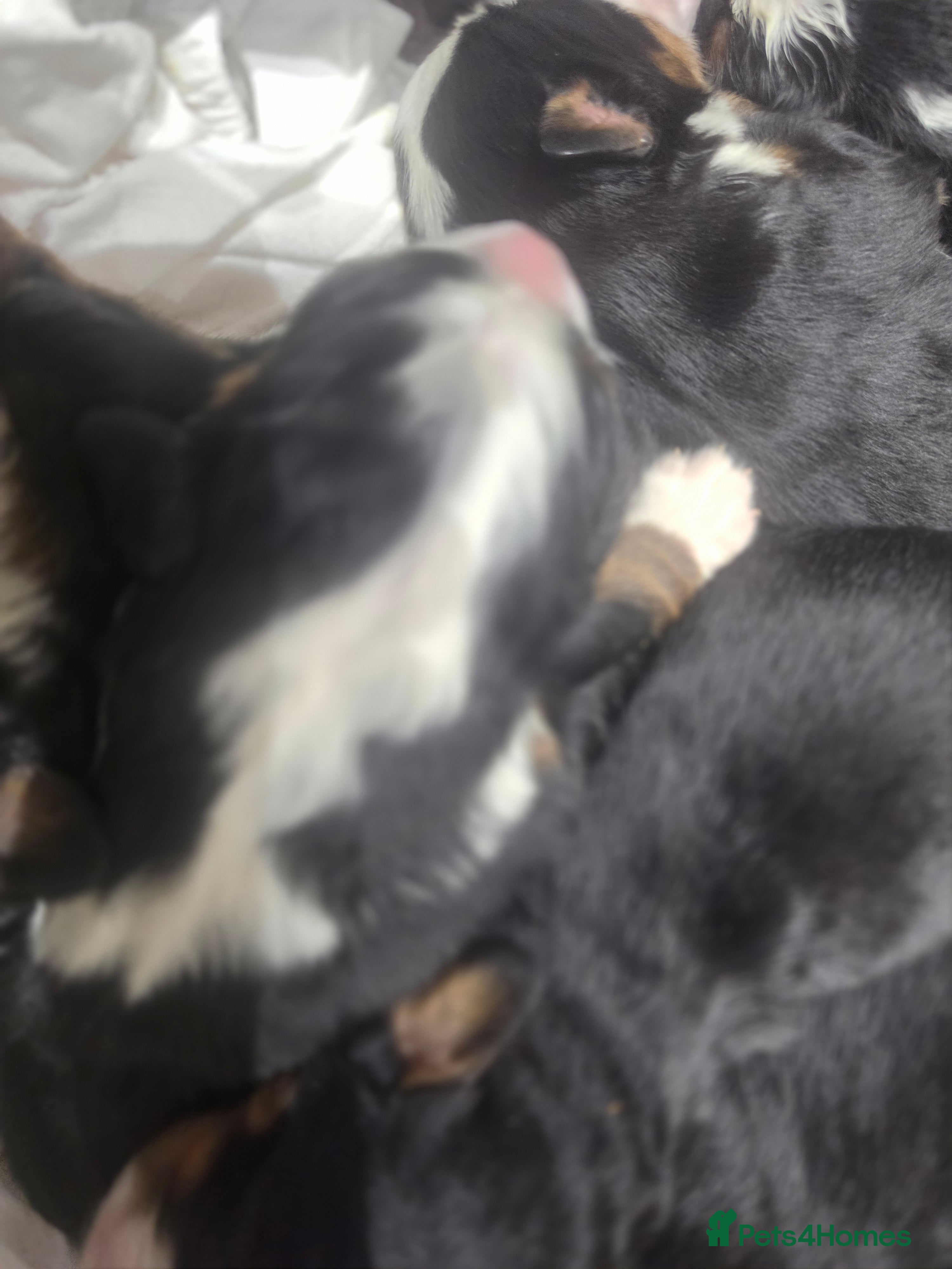 Bernese Mountain Dog dogs 🐾 Seven Beautiful Bernese Mountain Dog Puppies. - Advert 2