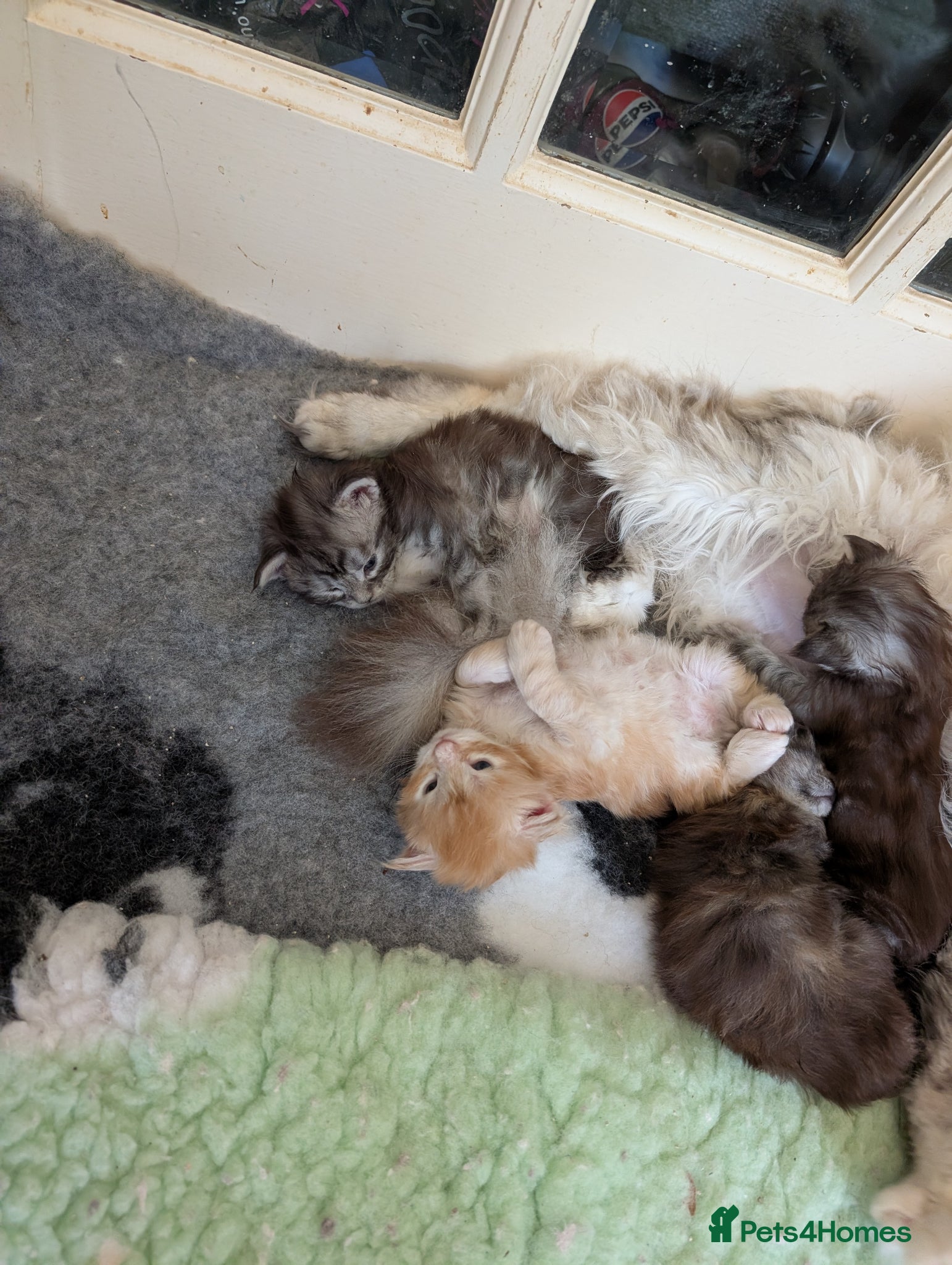 Maine Coon cats Tica Registered Maine coon Kittens  - Advert 1