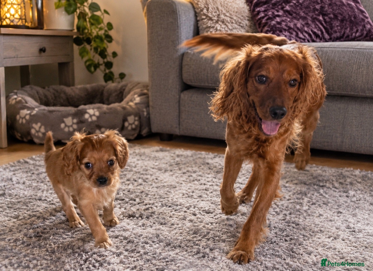 Cockalier dogs ❤️ Beautiful Cockerlier Puppies – Ready to go ❤️ - Advert 2