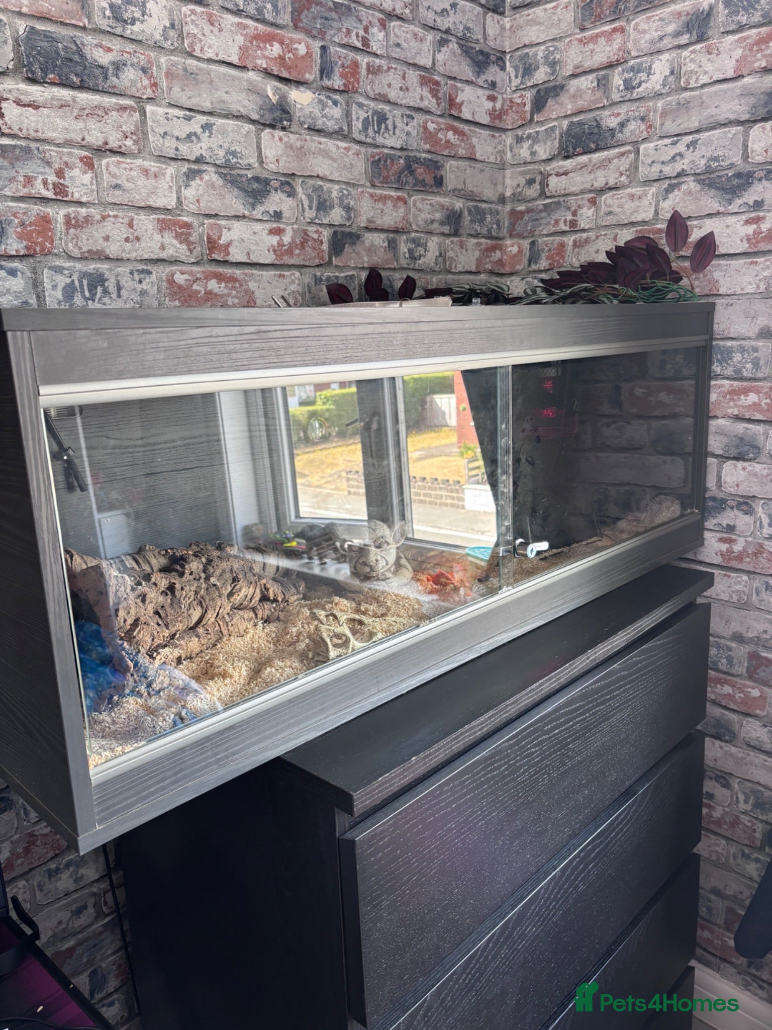 Corn Snake reptiles 2.5 year male corn snake and vivarium - Advert 2