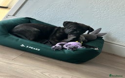 Mixed Breed dogs for sale: Staffi x rotti 15 weeks old - Image 3