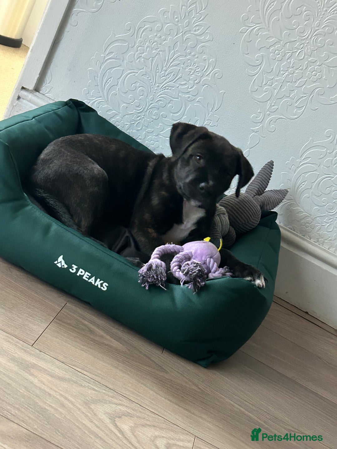 Mixed Breed dogs for sale: Staffi x rotti 15 weeks old - Image 3