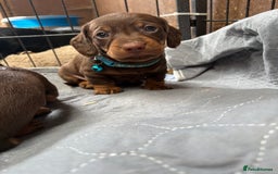 Miniature Dachshund dogs for sale: Miniature dachshund puppies  - Image 4