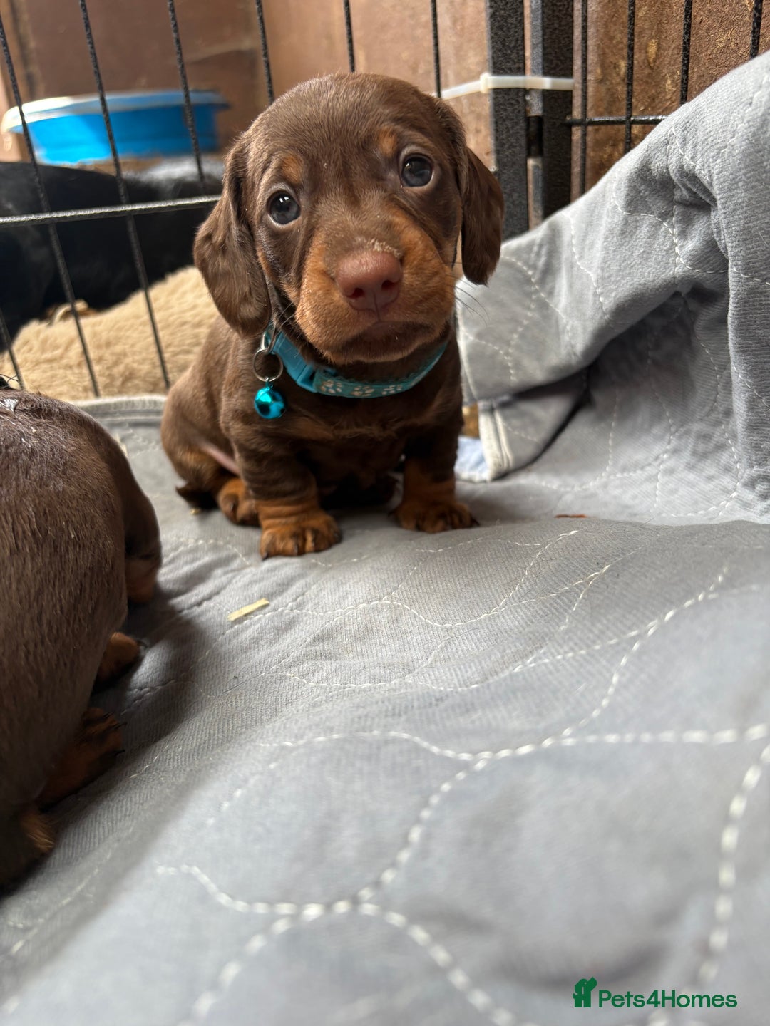 Miniature Dachshund dogs for sale: Miniature dachshund puppies  - Image 4