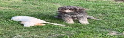 Lagotto Romagnolo dogs for sale: GIGLI KENNEL NAME EMO DELLA CASCINETTA - Advert 3