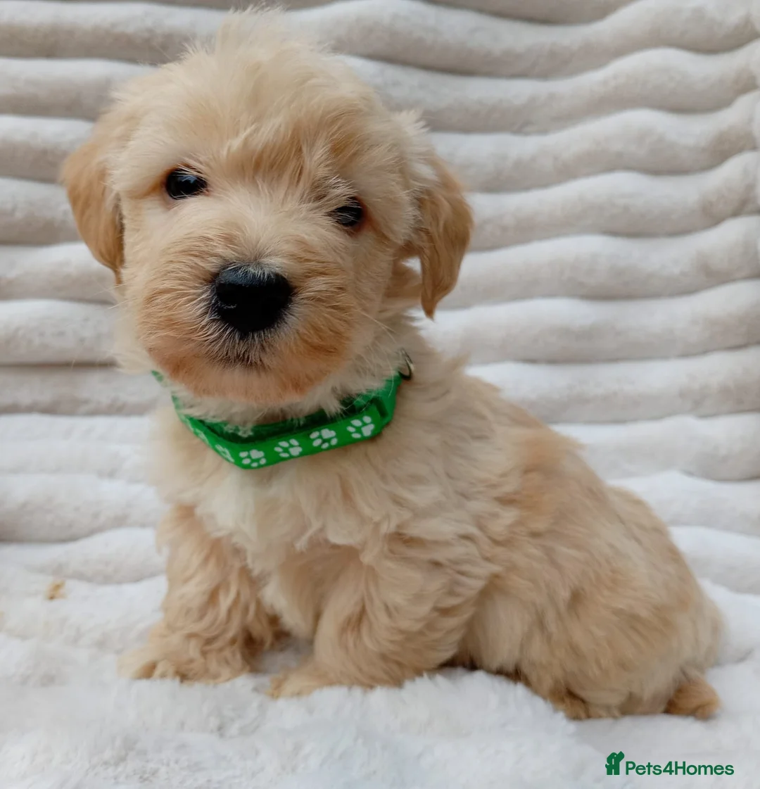 West Highland Terrier dogs for sale: Westiepoo puppies  - Advert 7