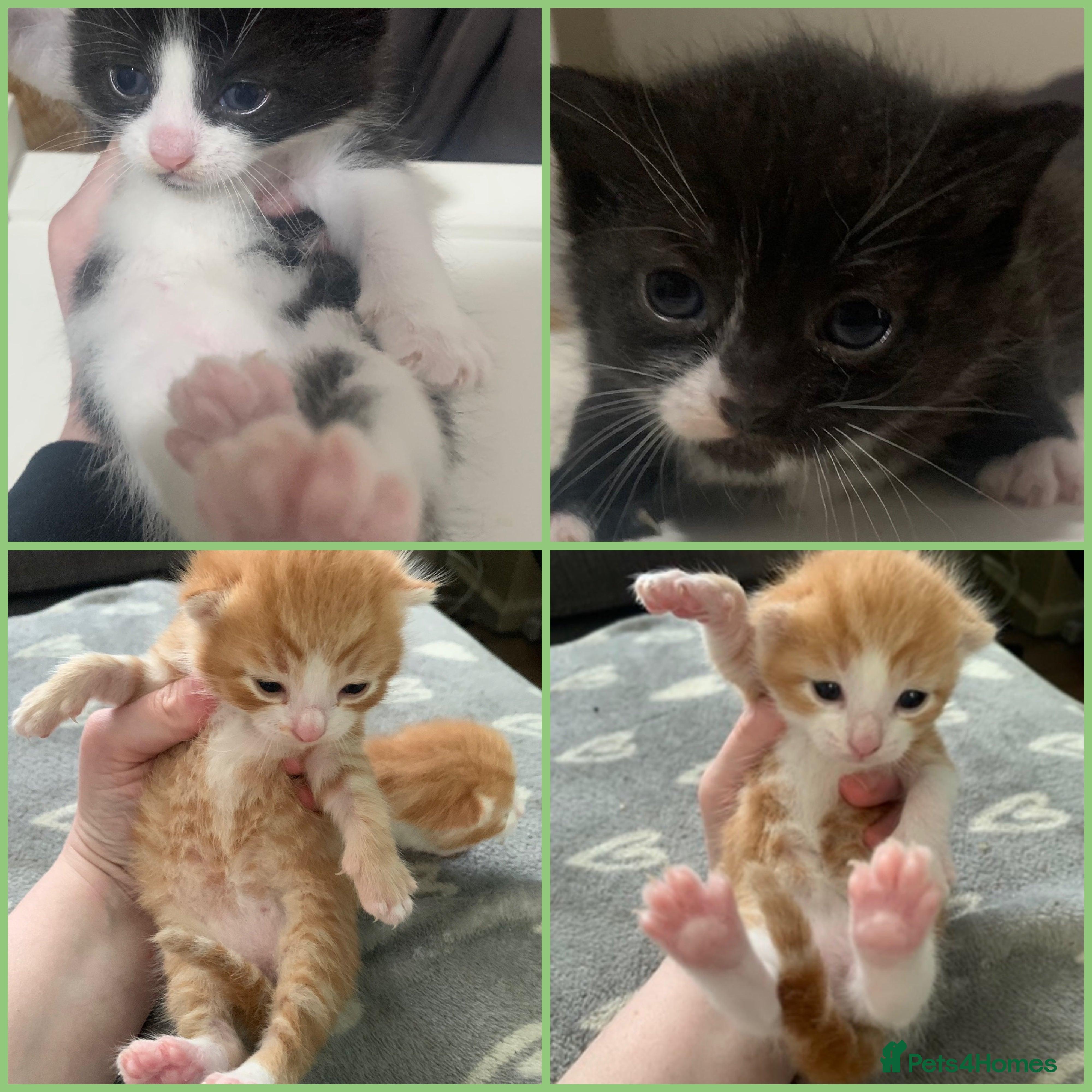 Mixed Breed cats Litter of mixed breed beautiful kittens  - Advert 5