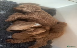 Miniature Poodle dogs for sale: KCREG miniature poodle puppies  - Image 2