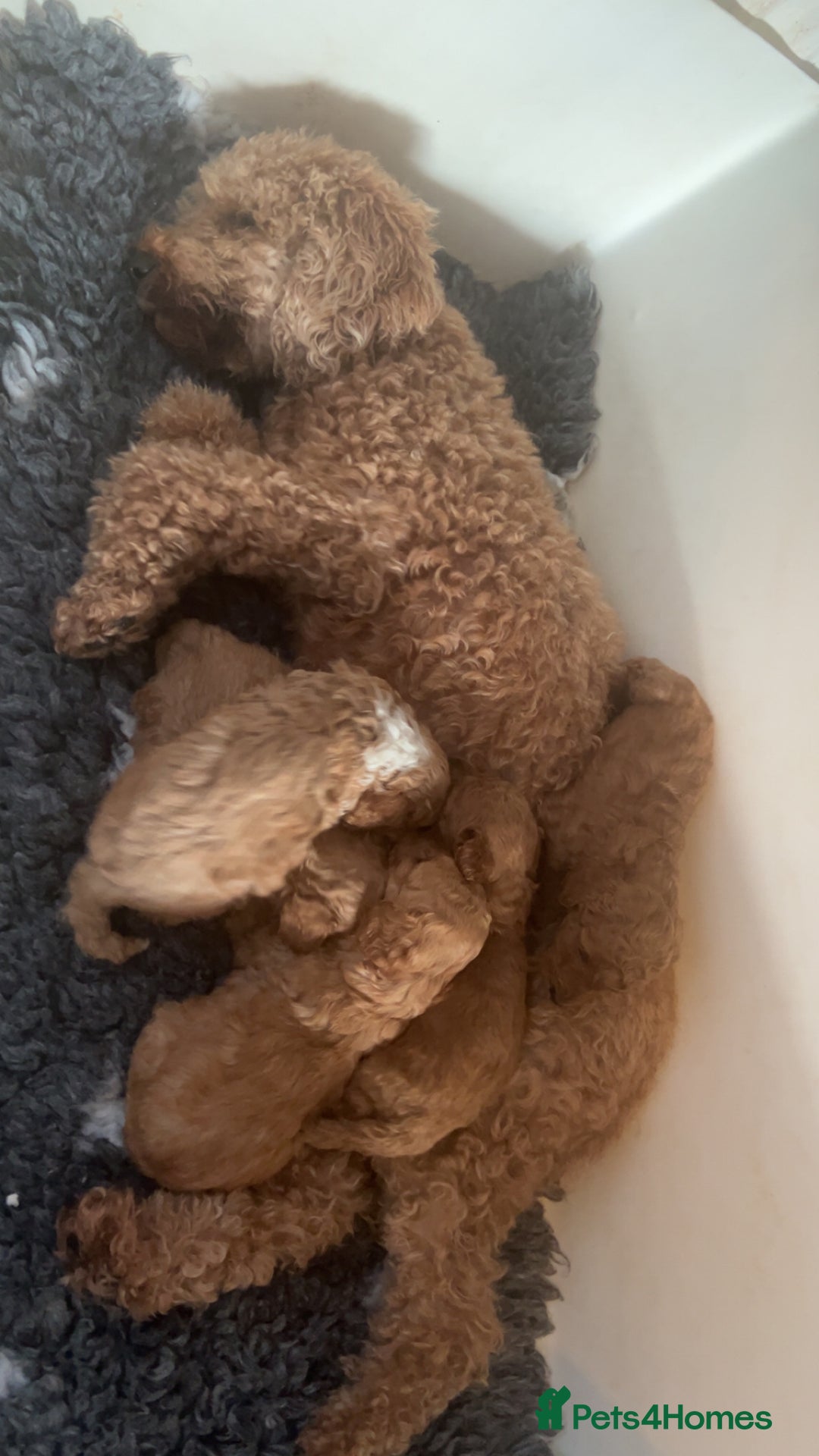 Miniature Poodle dogs for sale: KCREG miniature poodle puppies  - Image 2