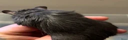 Gerbil rodents for sale: Gerbils - Advert 6