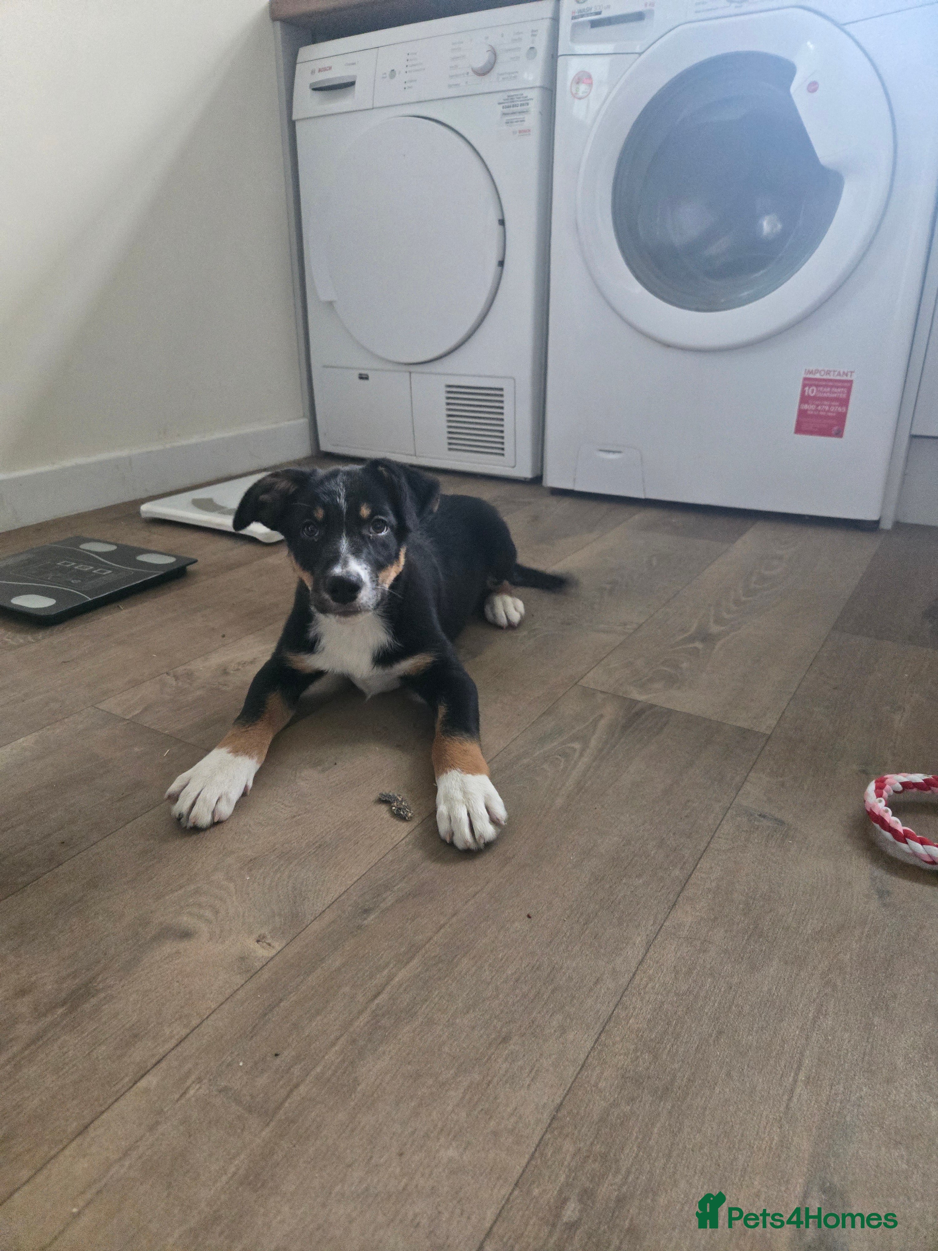 Mixed Breed dogs Meet Reggie 5 month old collie x Huntaway  - Advert 1