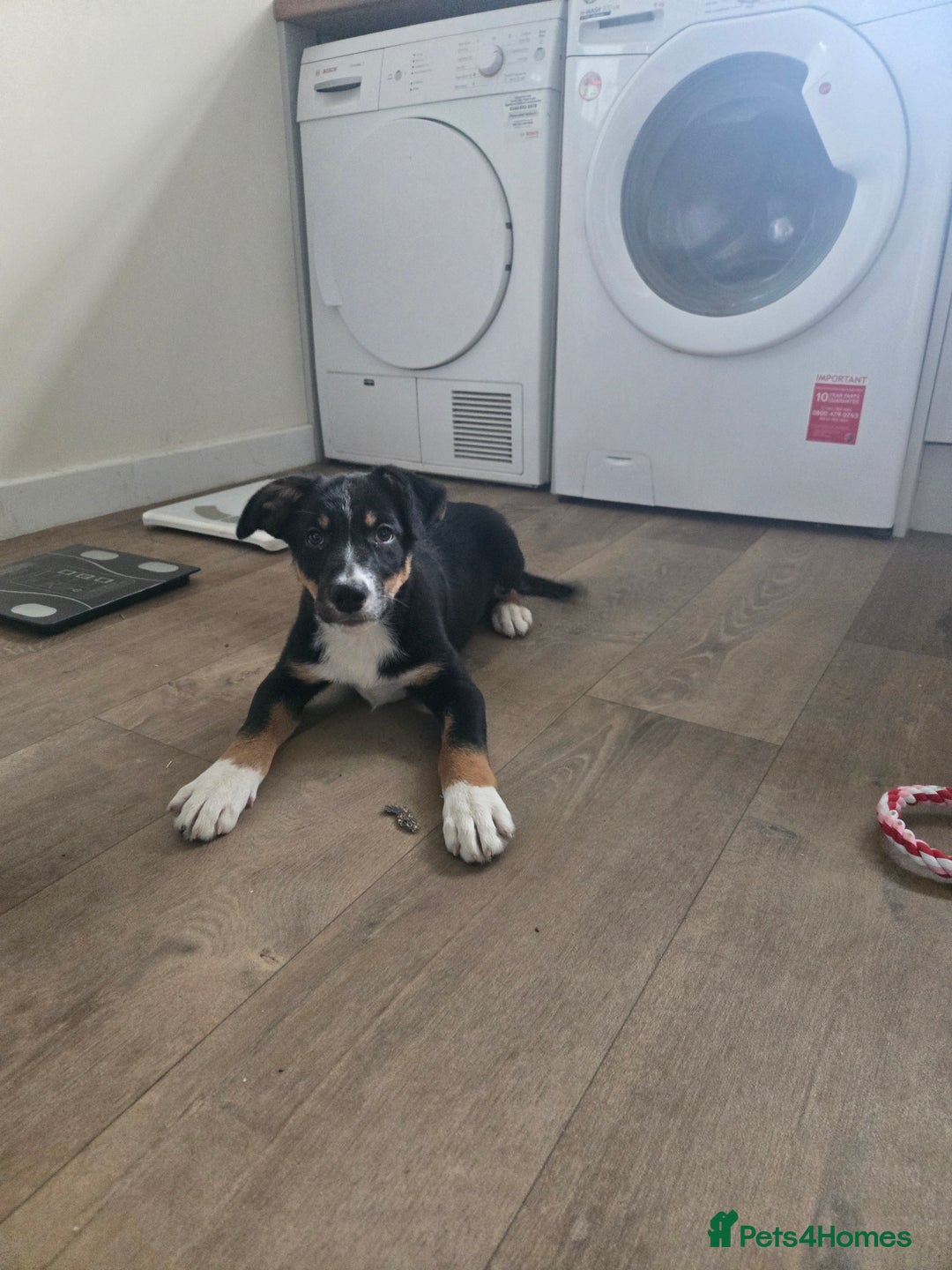 Mixed Breed dogs for sale: Meet Reggie 5 month old collie x Huntaway  - Advert 1