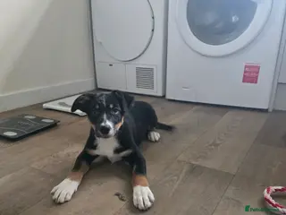 Mixed Breed dogs Meet Reggie 5 month old collie x Huntaway - Advert 18