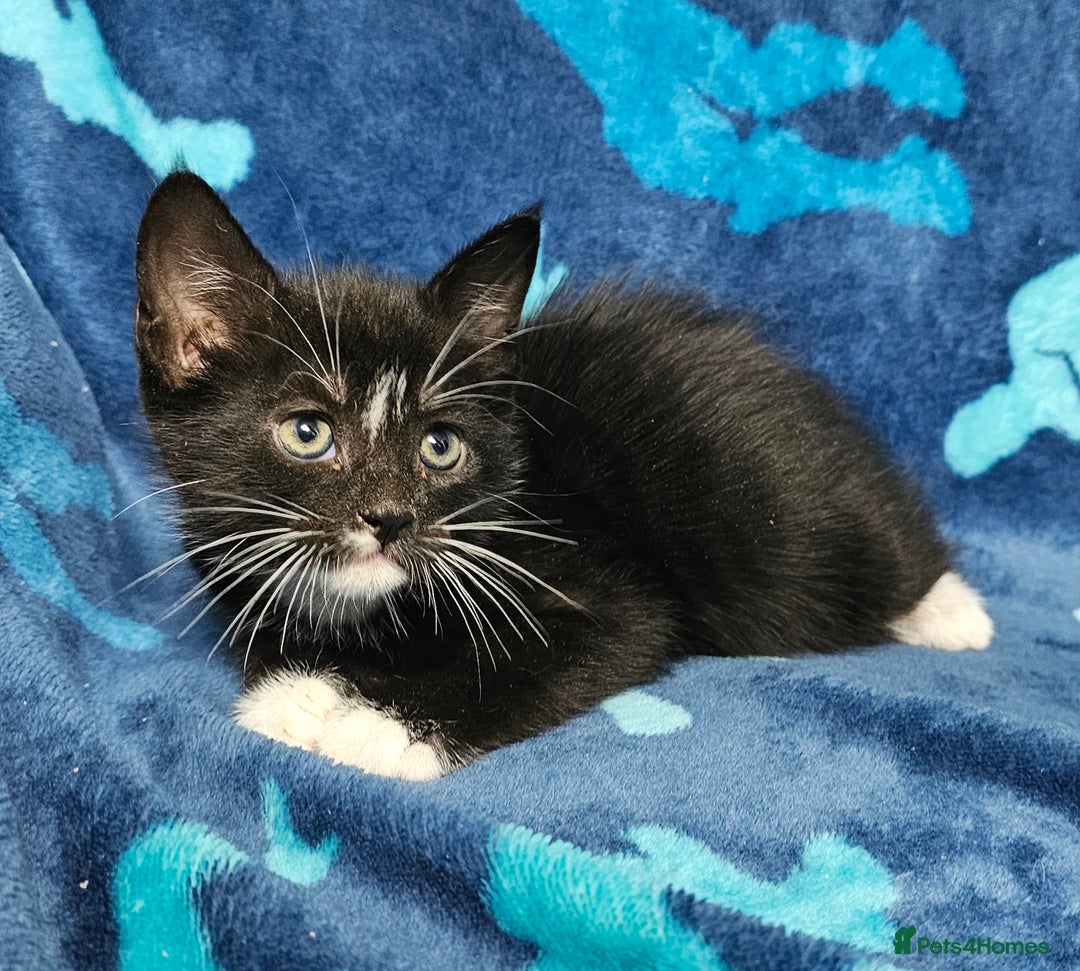 Mixed Breed cats for sale: 2 male kittens ready now - Image 9