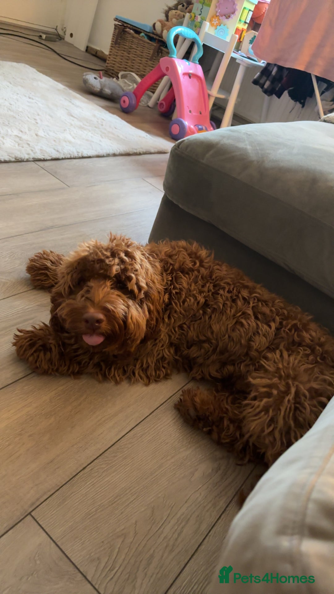 Cockapoo dogs for sale:  Beautiful Rolo - Advert 6