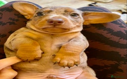 Miniature Dachshund dogs for sale: ONLY ONE PUPPY NOW AVAILABLE  - Image 15