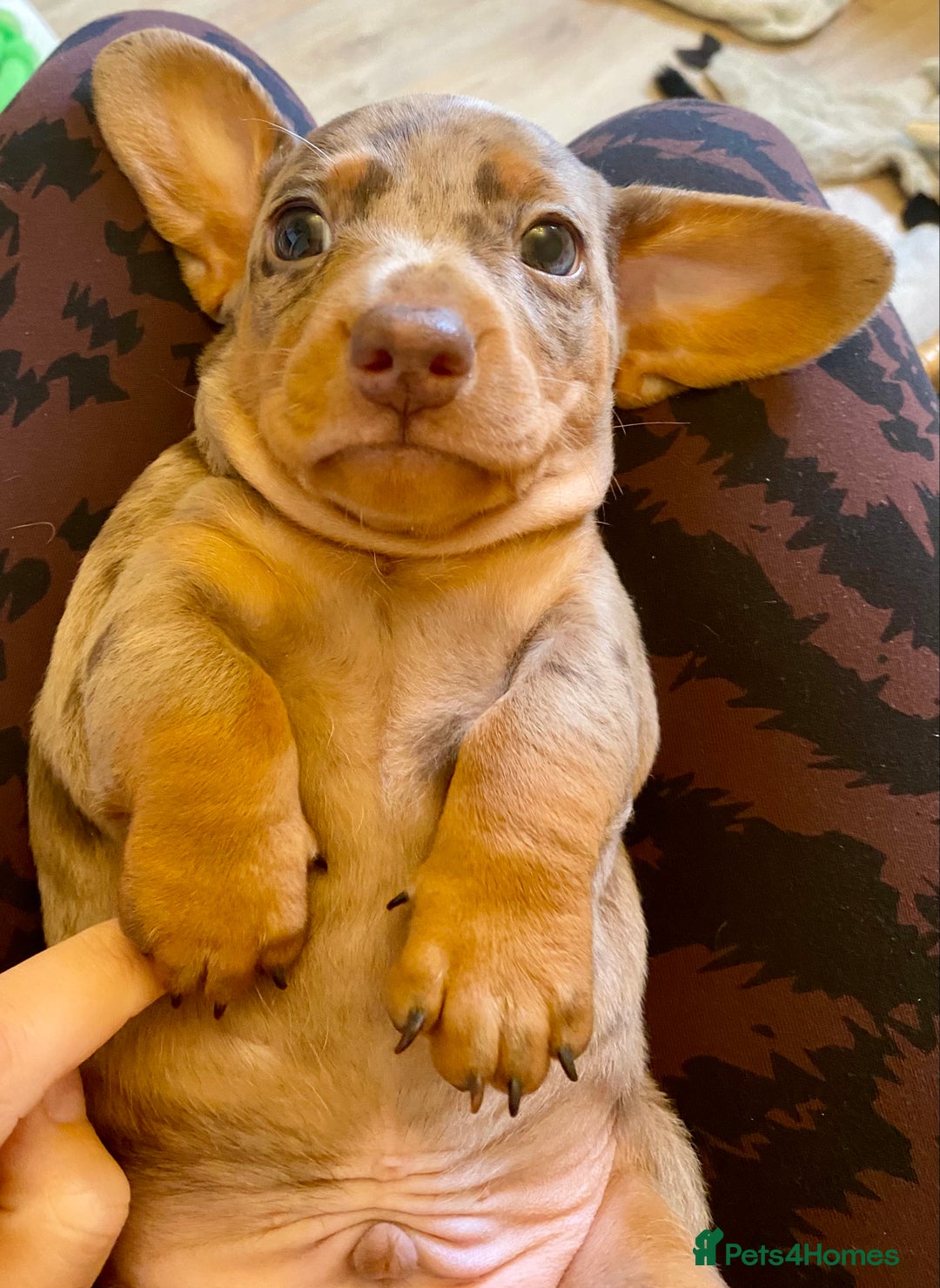 Miniature Dachshund dogs for sale: ONLY ONE PUPPY NOW AVAILABLE  - Image 15