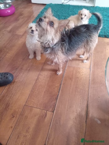 Yorkiepoo dogs - Advert 2